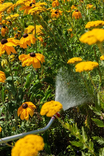 Watering flower plantsbed using pressure water hose to spray fresh water on plants in garden.