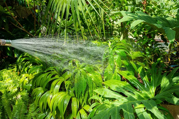 Watering flower plantsbed using pressure water hose to spray fresh water on plants in garden.