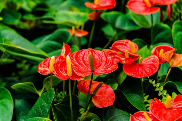 Red Heart Shaped Poisonus Anthurium Flower Flamigo Flower Plant Greenhouse — Stockfoto