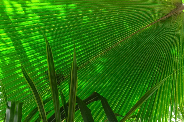 Exotic Green Tropical Fan Palm Leaf Garden Saribus Rotundifolius Anahaw — Stock Photo, Image