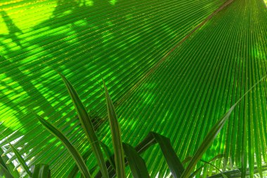 Bahçede tropik yeşil hayran palmiyesi yaprağı var. Saribus Rotundifolius, veya Anahaw, veya Washingtonia Robusta Güneydoğu Asya ve tropikal iklimlerde yetişen bir palmiye türüdür.