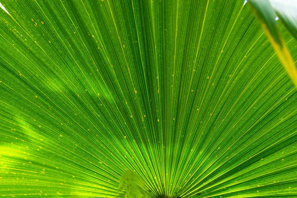 Exotic Green Tropical Fan Palm Leaf Garden Saribus Rotundifolius Anahaw — Stock Photo, Image