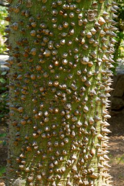 Ceiba Specosa ipekli diş ipi dikenli gövde yakın görünüm, Ağaç Brezilya, Arjantin 'in yerlisi