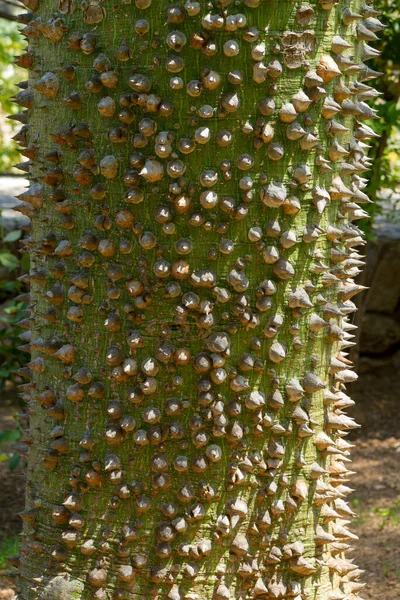 Ceiba Speciosa Seta Filo Interdentale Tronco Spinoso Primo Piano Vista — Foto Stock