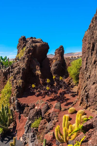 Színes Kaktusz Növényfajták Nőnek Piros Vulkanikus Láva Homok Talaj Kaktusz — Stock Fotó