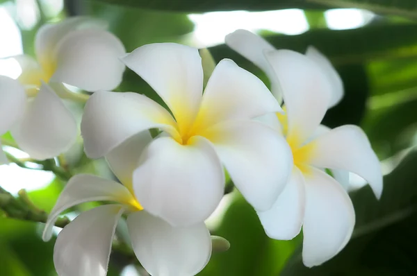 Hvid Frangipani blomst - Stock-foto