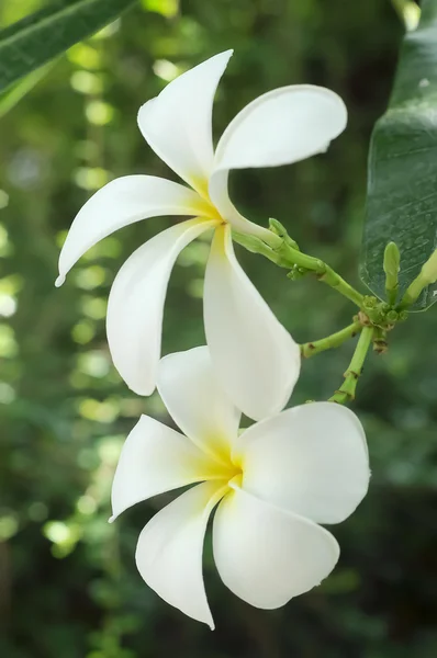 Bílý keře květ — Stock fotografie