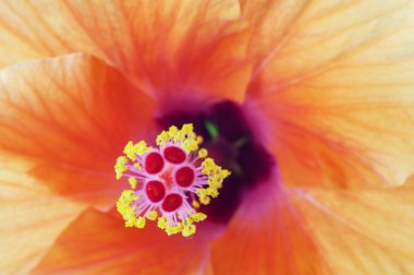 Turuncu hibiscus çiçek yakın çekim