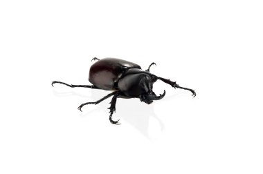 Rhinoceros beetle ve beyaz arka plan