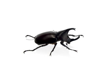 Rhinoceros beetle ve beyaz arka plan