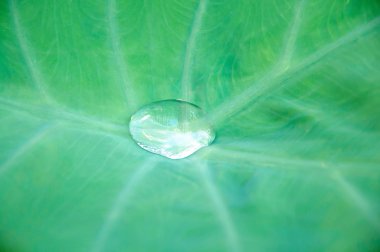 Yeşil izinli su damlaları