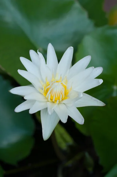 Lirio de agua blanca —  Fotos de Stock