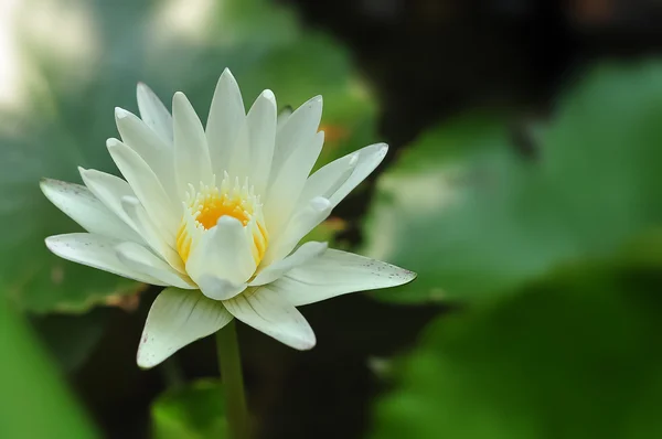 Lirio de agua blanca —  Fotos de Stock