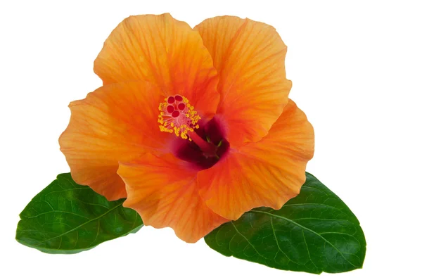 Flor de hibisco naranja y fondo blanco — Foto de Stock