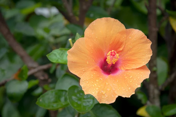 Oranje hibiscus en water druppels in tuin — Stockfoto
