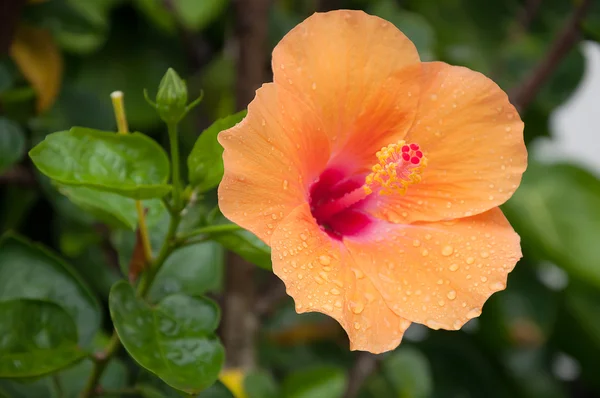 Orange hibiskus och vatten droppar i trädgården — Stockfoto