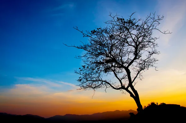 Hermosa silueta del árbol y puesta del sol cielo azul — Foto de Stock