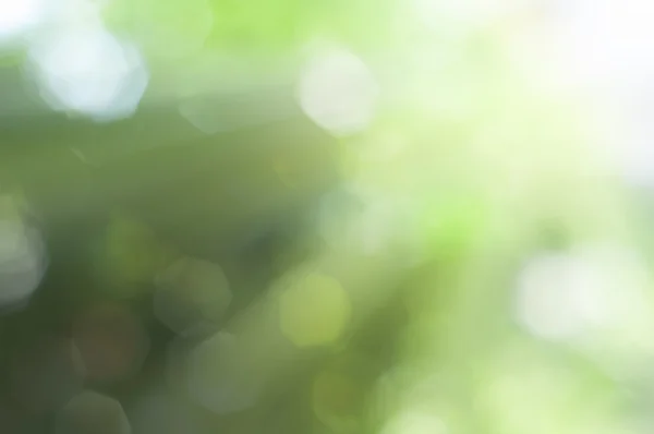 아름 다운 녹색 bokeh 배경 및 태양 빛 — 스톡 사진