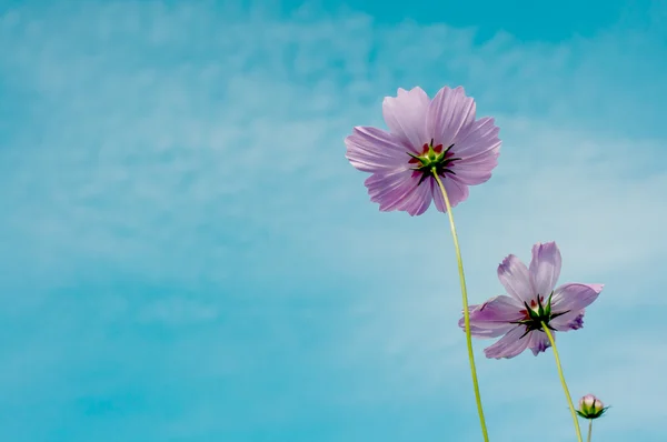 Prachtige violette bloemen en bluesky in de tuin zomer — Stockfoto