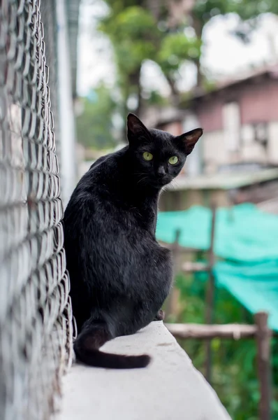 Preto gato sentado na parede — Fotografia de Stock