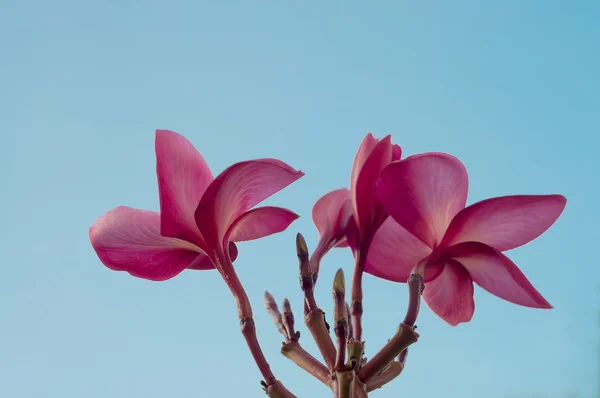 Růžové keře a modrá obloha — Stock fotografie