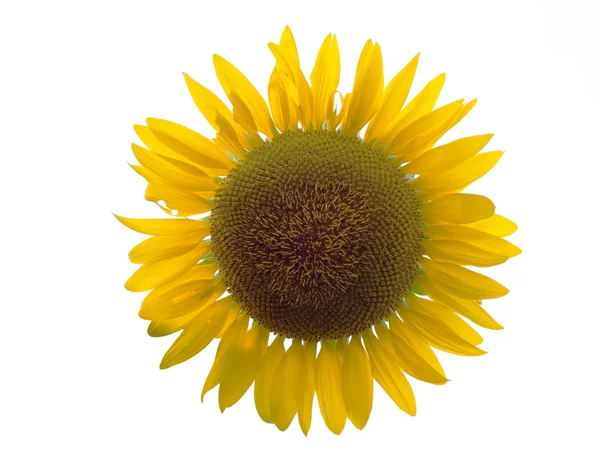 Bellissimo girasole e sfondo bianco — Foto Stock