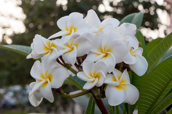 Schöne weiße und gelbe Frangipani-Blüten — Stockfoto