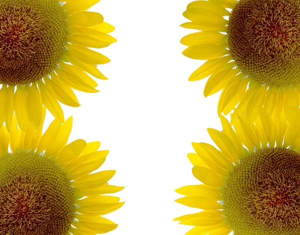 Bellissimo girasole e sfondo bianco — Foto Stock