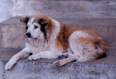 Evsiz sokak Tay köpeği