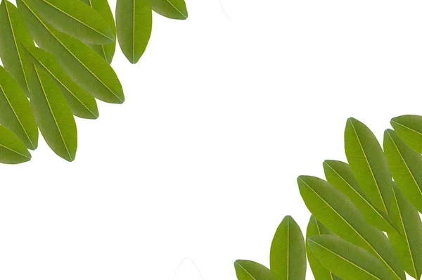 Groene bladeren grens en witte achtergrond — Stockfoto