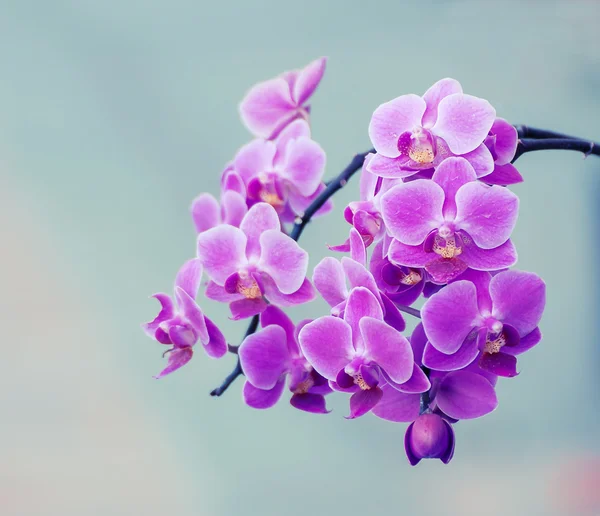 Orkidéer blommar gren och vintage light — Stockfoto