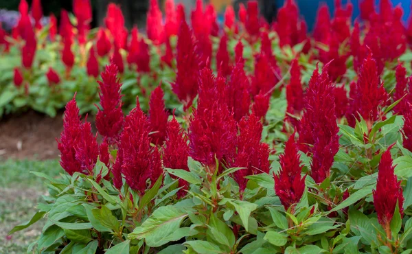 Rode cockscomb bloem in de tuin — Stockfoto