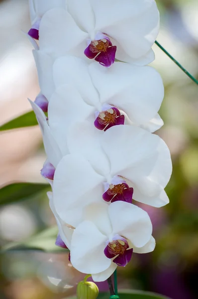 Smuk hvid Cattleya orkide med bokeh baggrund - Stock-foto