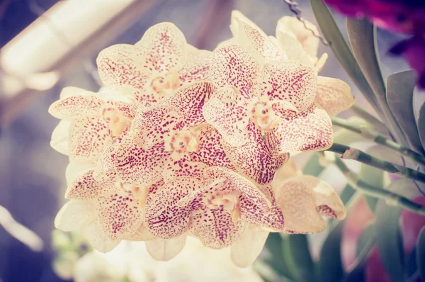 Beautiful orchid and vintage light — Stock Photo, Image