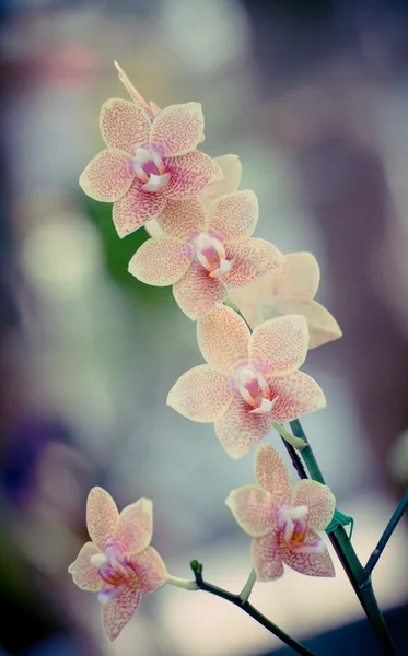 Beautiful orchid and vintage light — Stock Photo, Image