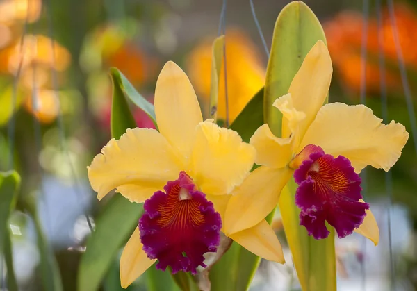 Casal Cattleya amarelo orquídea flor e bokeh fundo — Fotografia de Stock