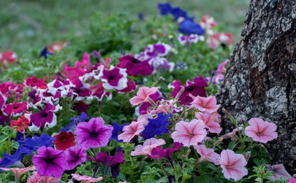 Colorato fiore Pitunia in giardino — Foto Stock