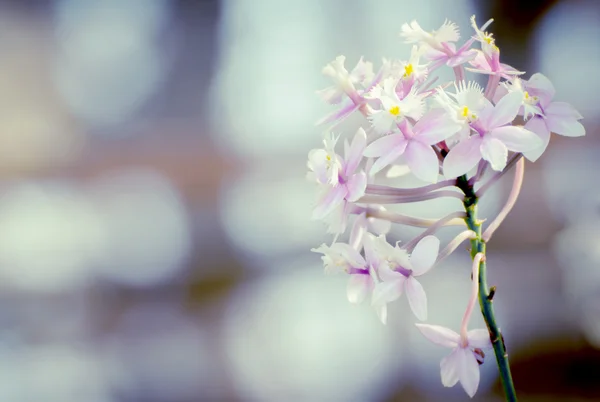 Mooie mini paarse orchid en vintage licht — Stockfoto