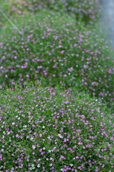 Beautiful gypsophila flower background — Stock Photo, Image