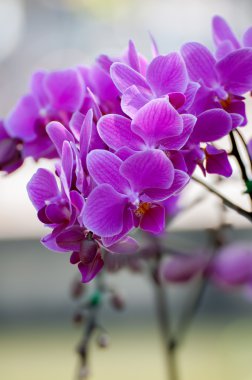 güzel Menekşe phalaenopsis orkide
