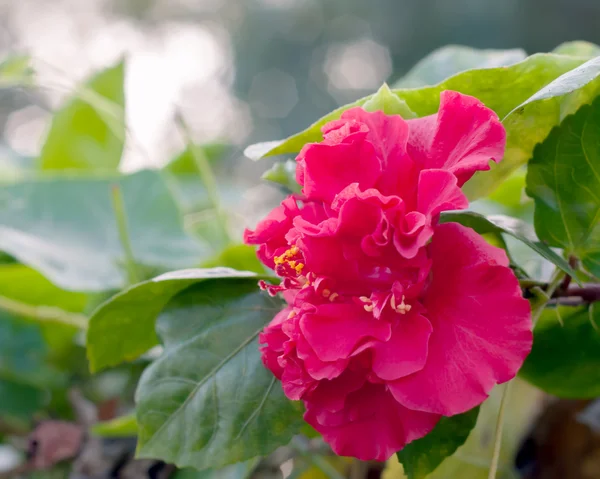 Pink Hibiscus puutarhassa ja bokeh tausta — kuvapankkivalokuva