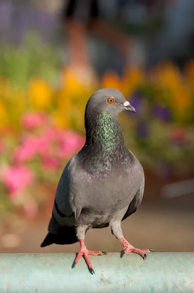 游民鸽子在花园和彩色背景 — 图库照片