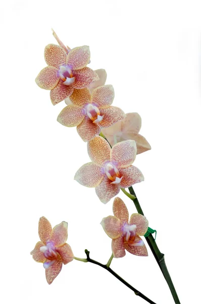 Orquídea bonita e fundo branco — Fotografia de Stock