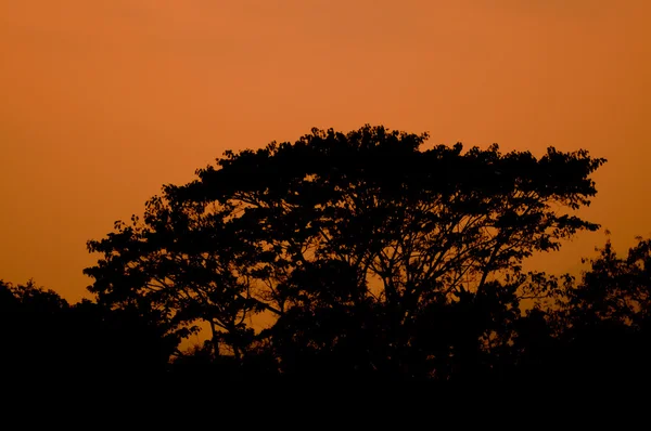 Sílhueta de árvore e fundo do pôr do sol — Fotografia de Stock