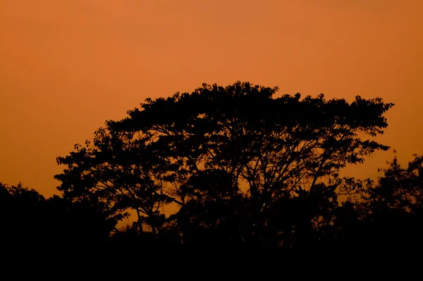 Silueta del árbol y fondo del atardecer — Foto de Stock