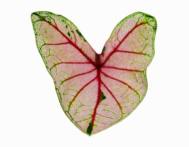 beyaz zemin üzerinde güzel yaprak