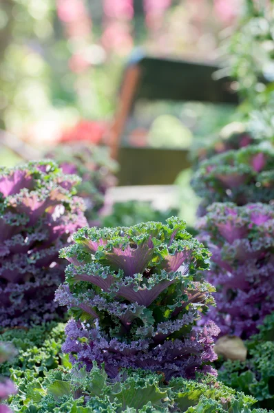 Beautiful flowering cabbage and red mums in garden — Stock Photo, Image
