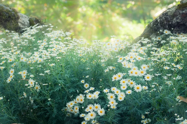 White madeliefjes veld en zonlicht met vintage licht stijl — Stockfoto