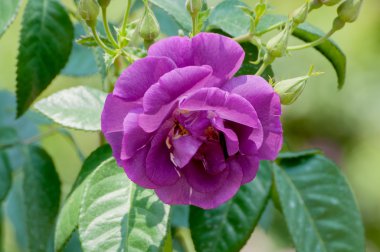 Beautiful purple rose in garden clipart