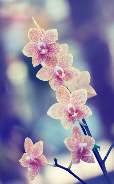 Beatiful orchid vintage style — Stock Photo, Image